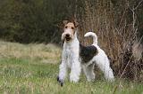 FOX TERRIER 560